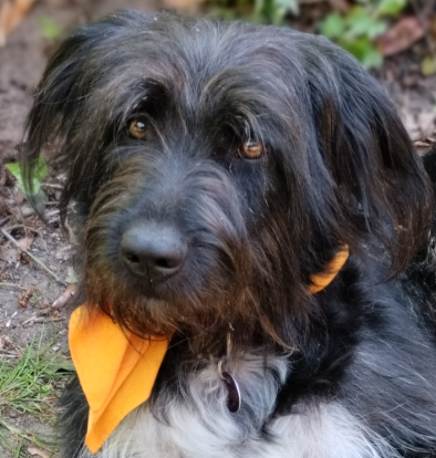 Mit Hund ins Museum?